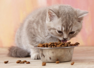 تغذیه بچه گربه ها