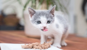 تغذیه بچه گربه ها
