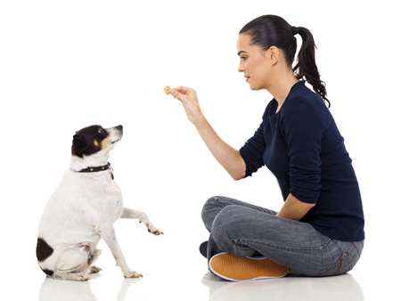 هفت فرمان اصلی برای تربیت سگ